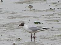 Mouette rieuse (Photo F. Mrugala) (2)